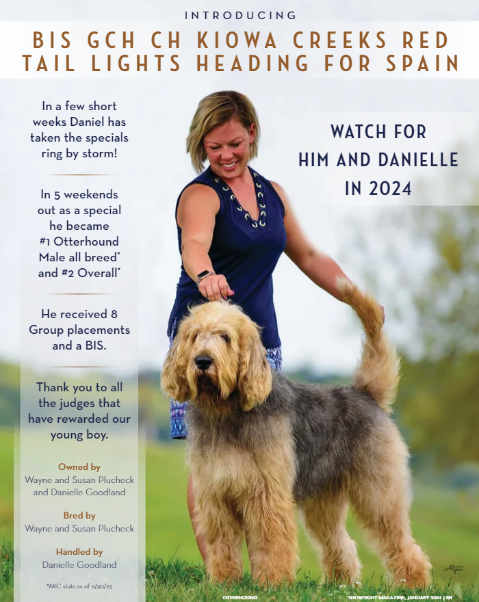 Showsight's tweet image. BIS GCH CH KIOWA CREEKS RED TAIL LIGHTS HEADING FOR SPAIN

Watch for him and Danielle in 2024✨

Owned by: Wayne &amp;amp; Susan Plucheck
Handled by: Danielle Goodland

digital.showsightmagazine.com/view/437705027…
showsightmagazine.com/correct-feet-f…

#otterhound #purebred #dogshow #bestinshowsight #showsightmag
