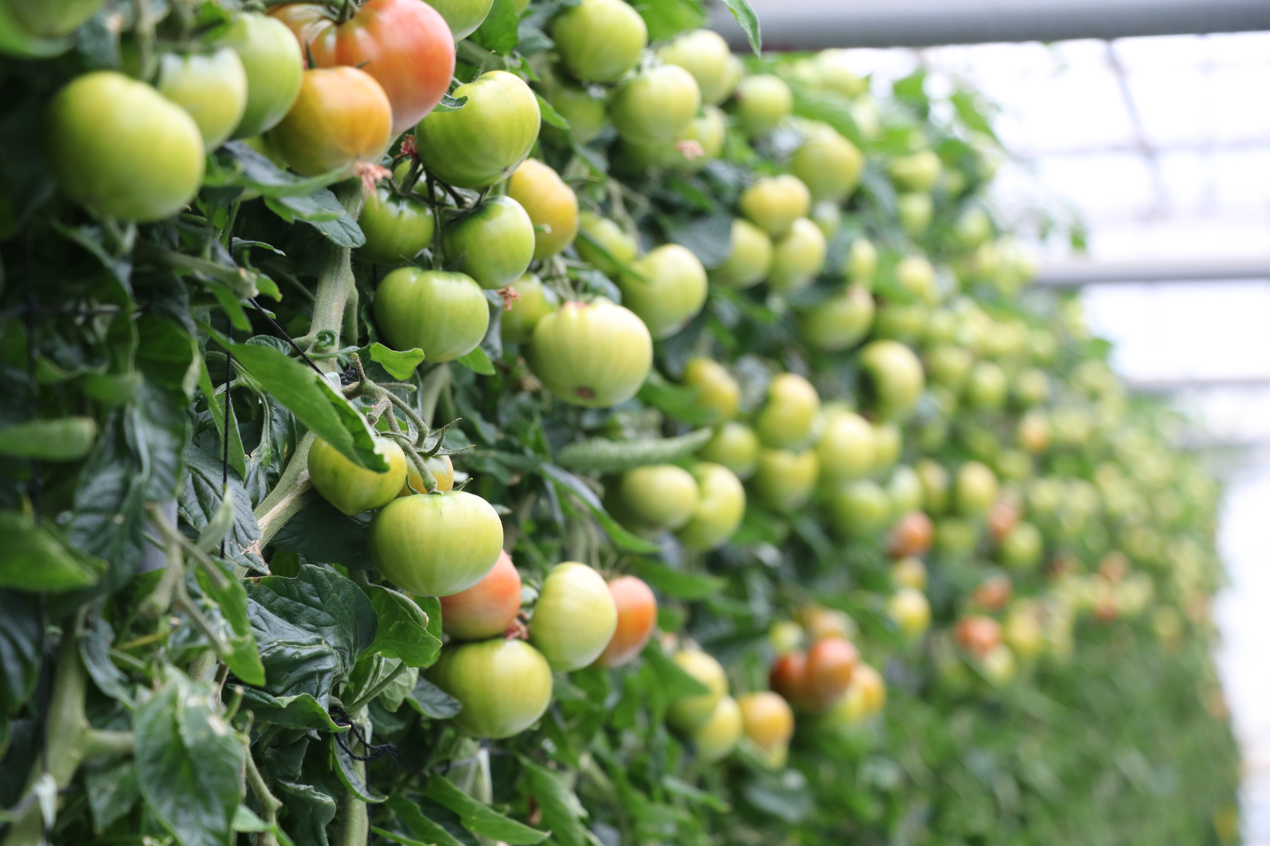 桜川市観光協会 on X: 