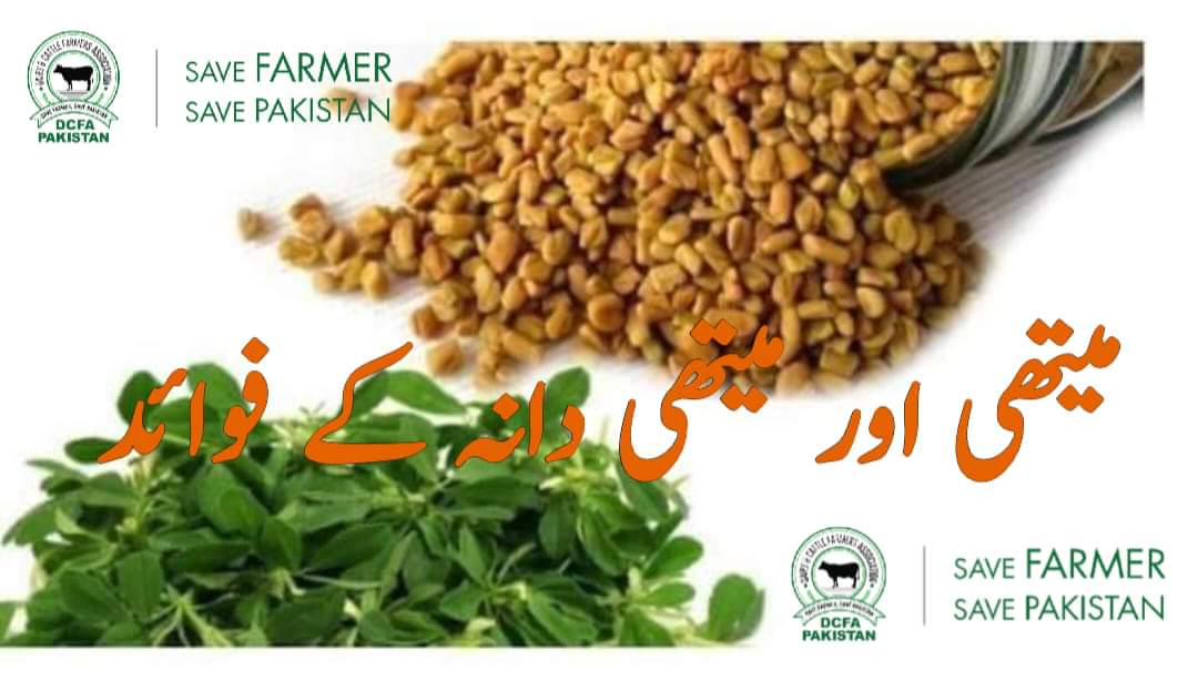 Dairy & Cattle Farmers Association (DCFA) Pakistan tweet media