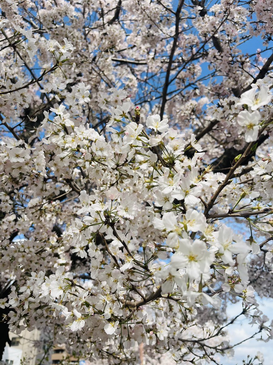 フォローしてくださった方々、ありがとうございます！

週末は桜を見にいきました🌸

#桜
#sakura
#cherryblossom 
#tecodesign
#テコデザイン
#クラウドステーション
#社労士ステーション