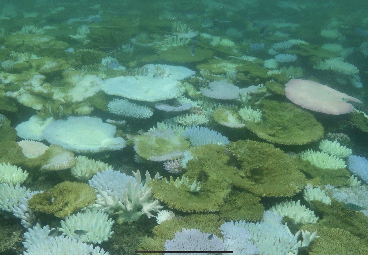 The white corals are bleached. Some colonies are partially dead. The pink table coral on the right has manufactured colourful pigments in a desperate attempt to stay alive. The green corals are already dead, their skeletons colonised by algae. SEVERE BLEACHING = MASS MORTALITY
