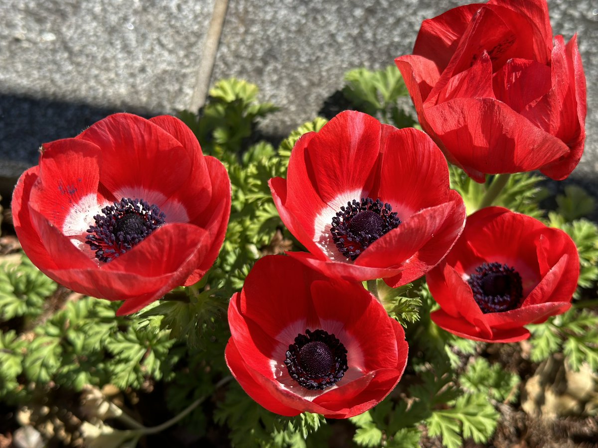 Nice red and black!!!

#Spring2024 #Tokyo #Japan #familywalk #NaturePhotography  #FlowersOfTwitter