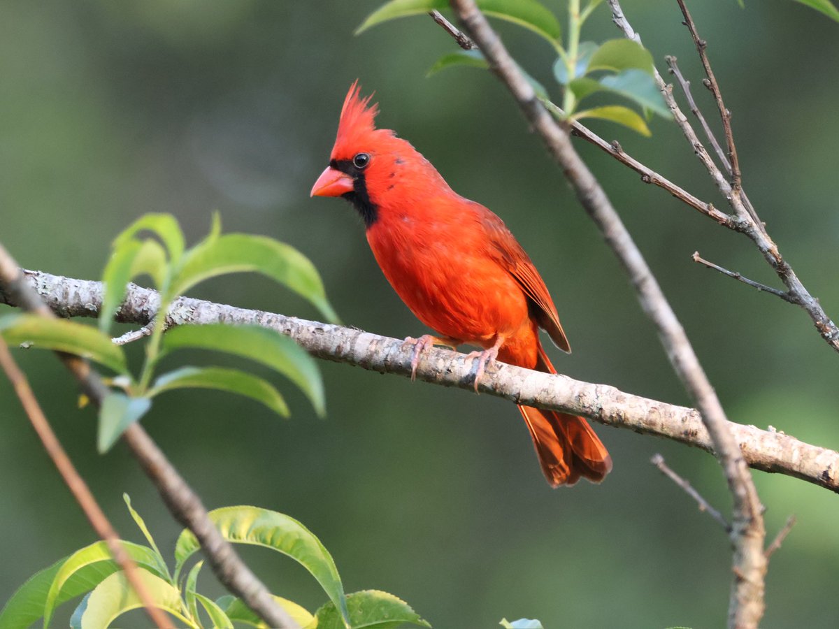 Cardinal Beauty #cardinals #BirdsOfTwitter