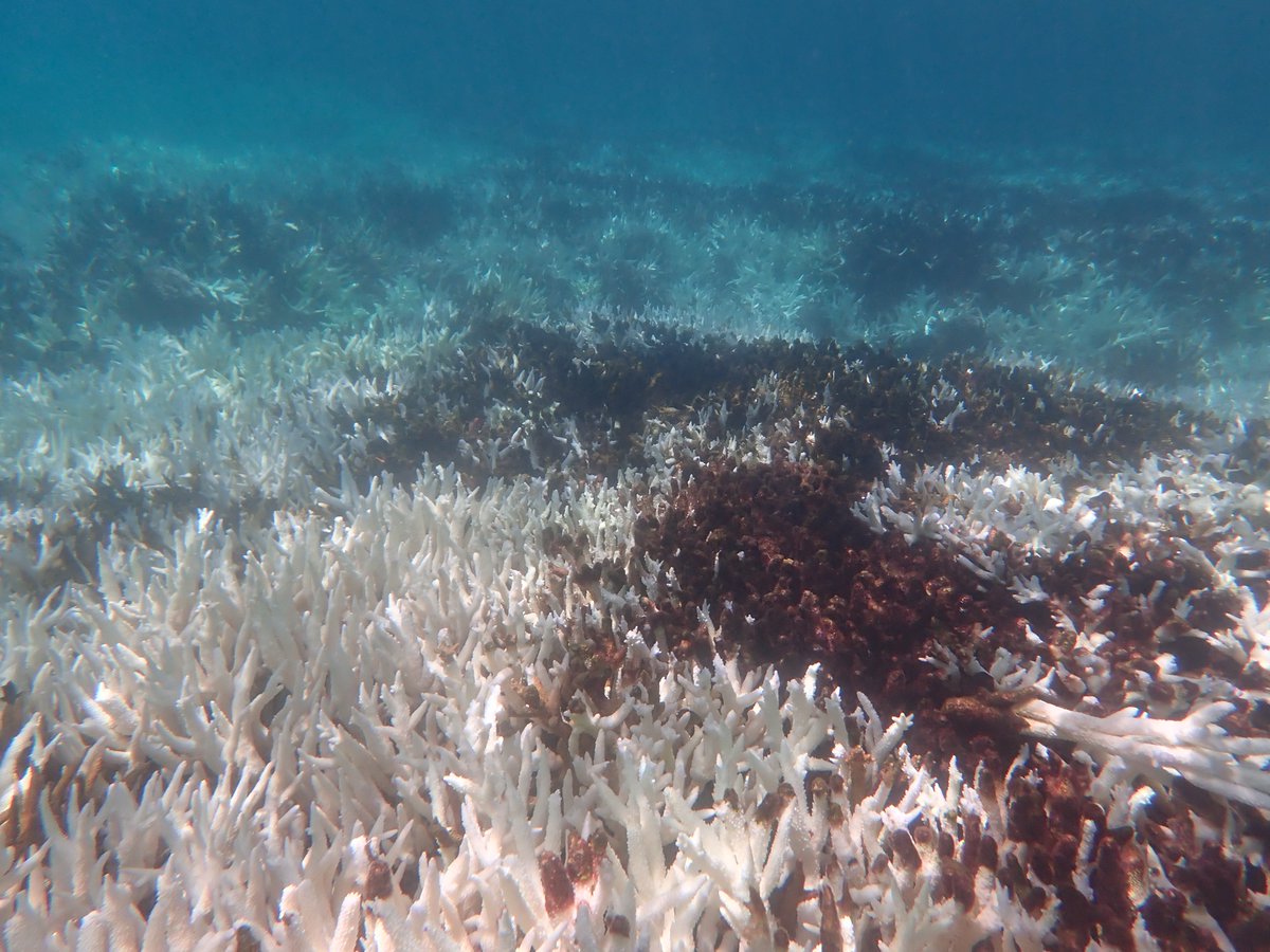 Record heat and extreme temperature anomalies have led to severe coral bleaching in Woppaburra sea Country. I felt devastated getting in the water. Some mortality (not quantified yet) was also visible. The heat wave is subsiding now - we hope these resilient reefs can recover.