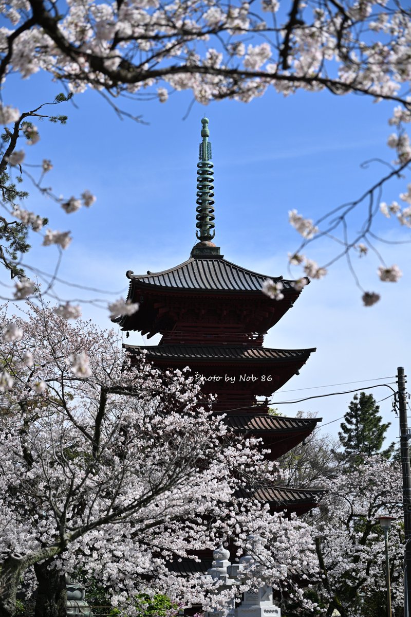 桜と五重塔 縦構図 Nikon Z8 + Z 24-120mm f/4 S 3719 #桜 #私とニコンで見た世界 #TLを桜でいっぱいにしよう