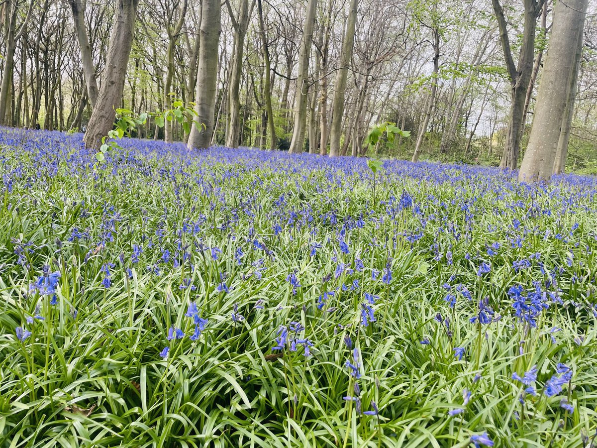 The #bluebells have now emerged across the ancient woodlands of #EppingForest and #BurnhamBeeches.
🙏🏻Please do stick to established paths where available or avoid walking through areas where these are growing so they can be enjoyed in years to come 🌳