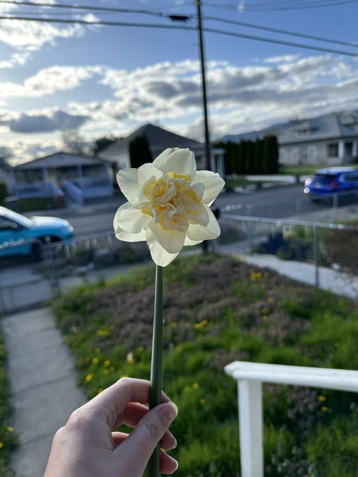 I&rsquo;m leaving this house soon but one thing I&rsquo;ll miss is the wild flowers/weeds from my landlord not doing