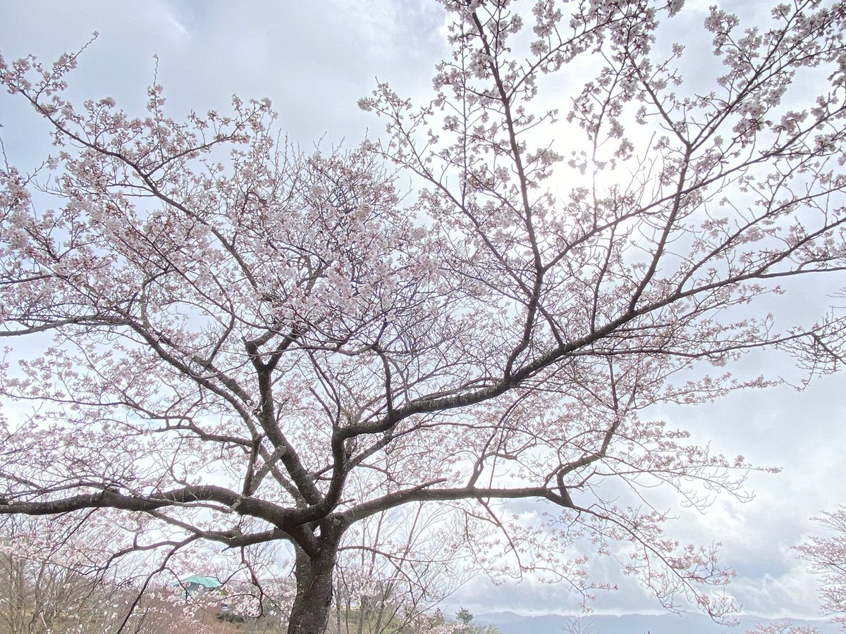 #マウントあかね の桜開花状況🌸 昨日の午後から桜の開花が進み今日の桜はほぼ満開です✨ 山の上の天気は曇り時々雨ですが桜は綺麗に咲いております😊 1日でも長く桜が咲いていますように🍀