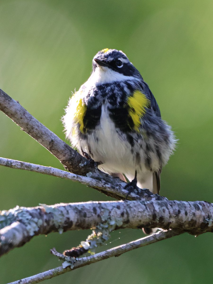 Myrtle Warbler #BirdsSeenIn2024 #BirdsOfTwitter #birdwatching