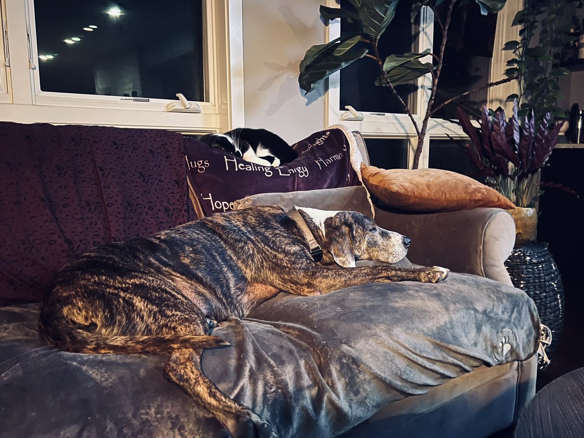 saragoldrickrab's tweet photo. #sundayvibes with #WarrenBaderHarris & #MaiselCat https://t.co/8iPqmiyjXa