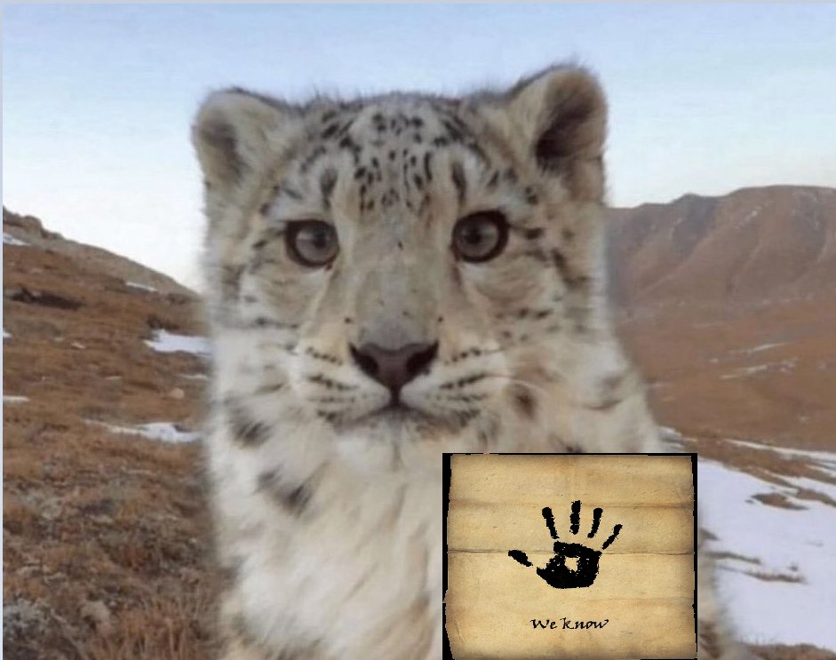 Dimorphist tweet media