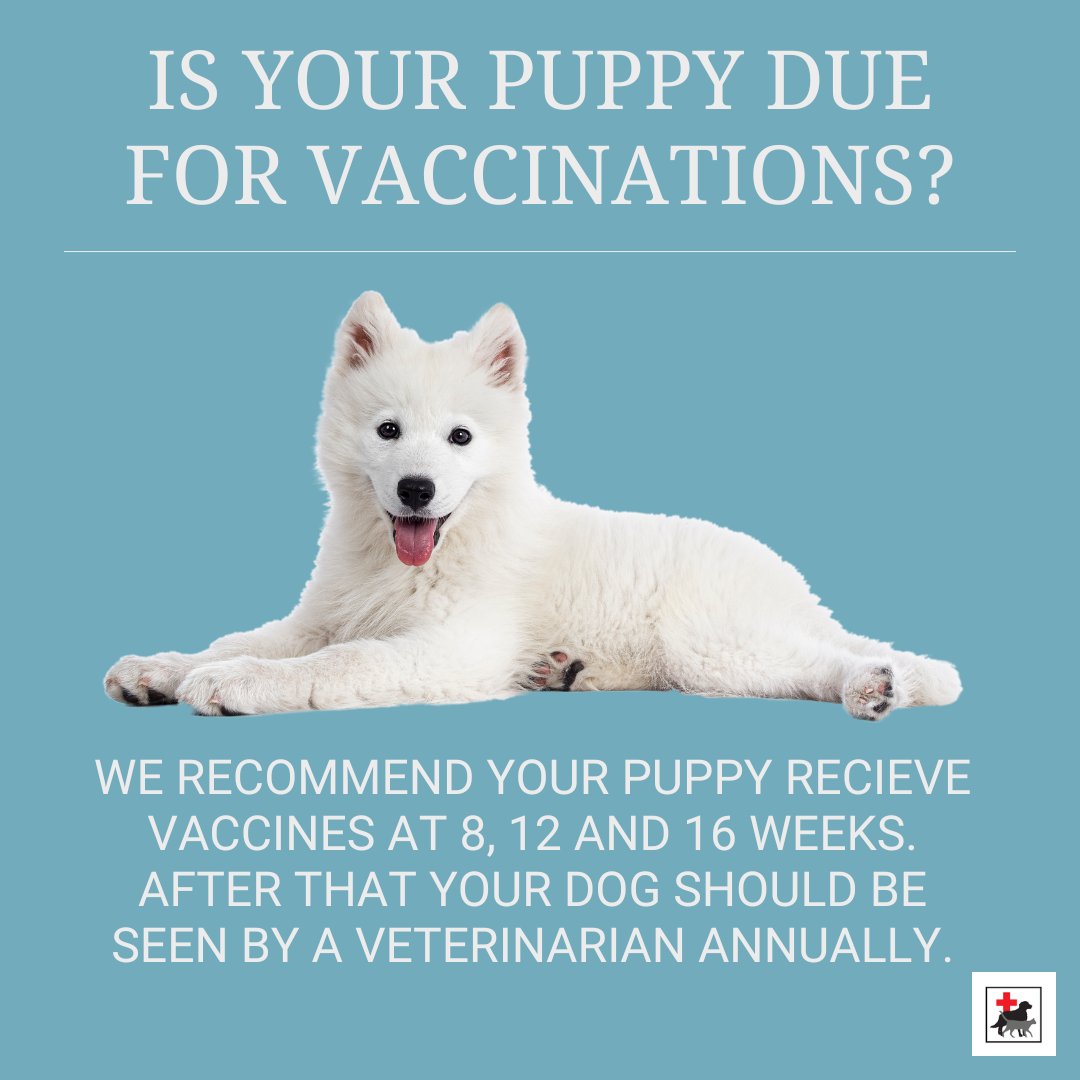When is my Puppy due for vaccinations? #puppyvaccines #vaccinations #puppies #newpuppy #puppyvetsteveston #puppyvetrichmond #stevestonvet #dogvaccines