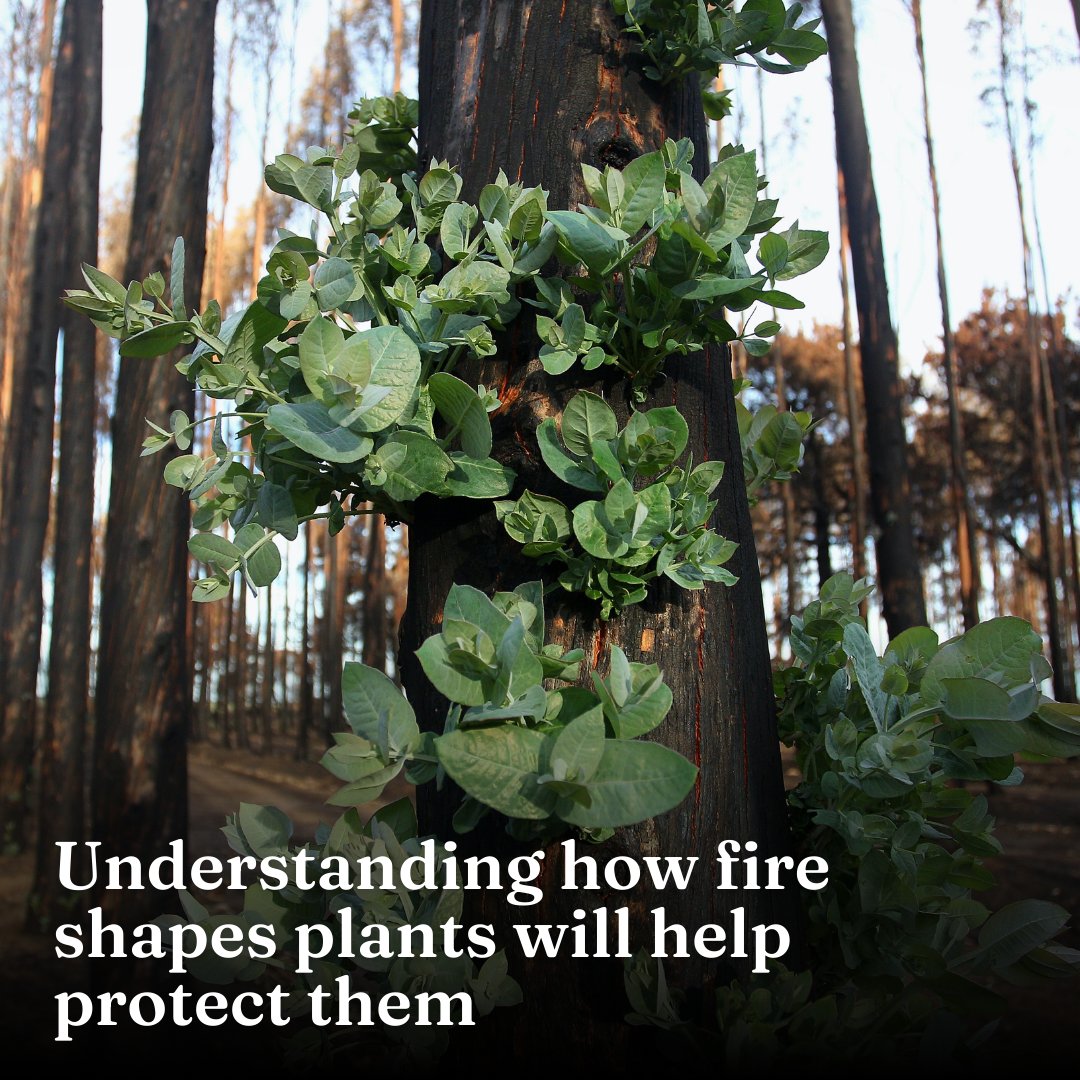 Academics @luketkelly, @ellapouton, @trentpenman and Dr Matthew Swan from the FLARE group based in Creswick are researching how to predict plants' response to bushfires and how we can better manage them. Tap to learn more ➡️ unimelb.me/3xomAeZ