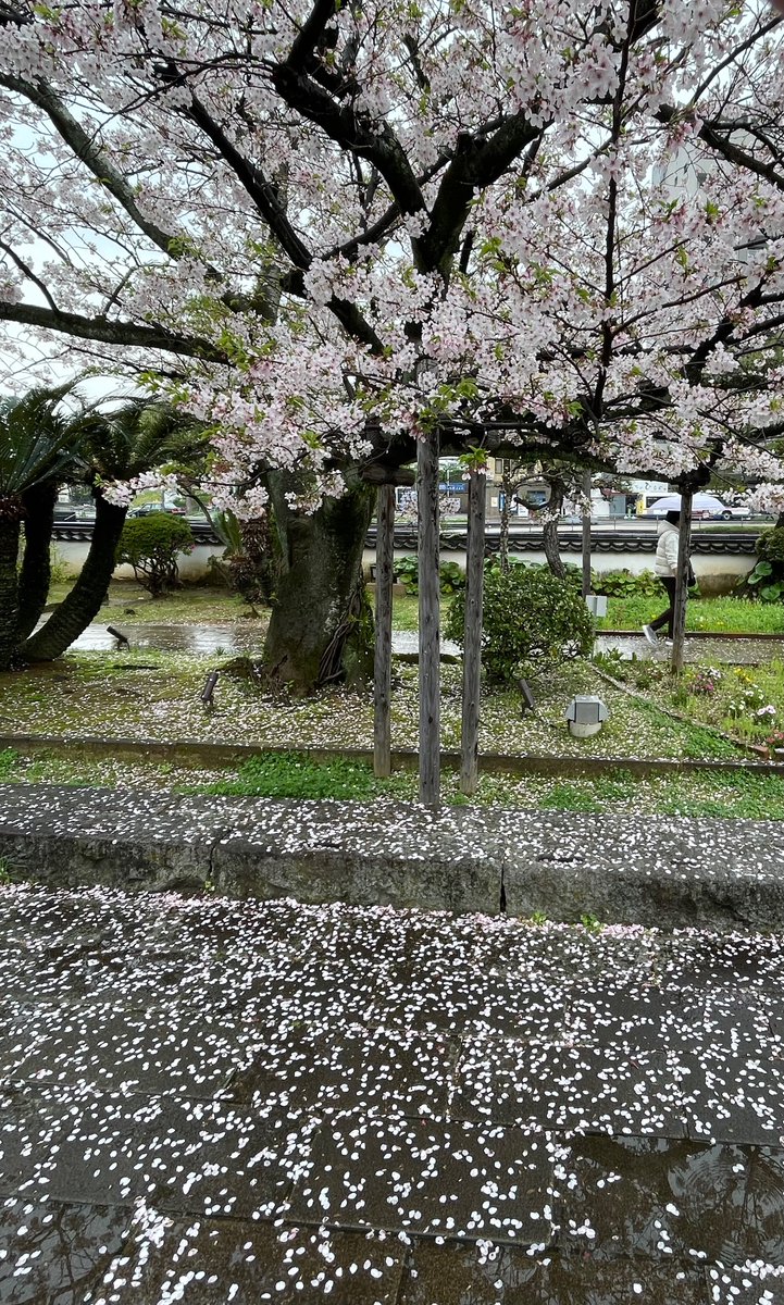 Cherry blossoms in Nagasaki. It looks like snow on the ground!