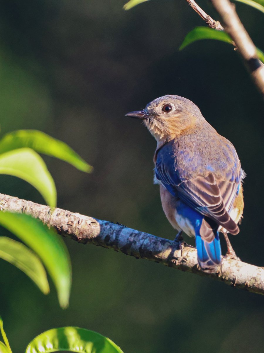 Eastern Bluebird #BirdsOfTwitter #BirdsSeenIn2024 #birdwatching