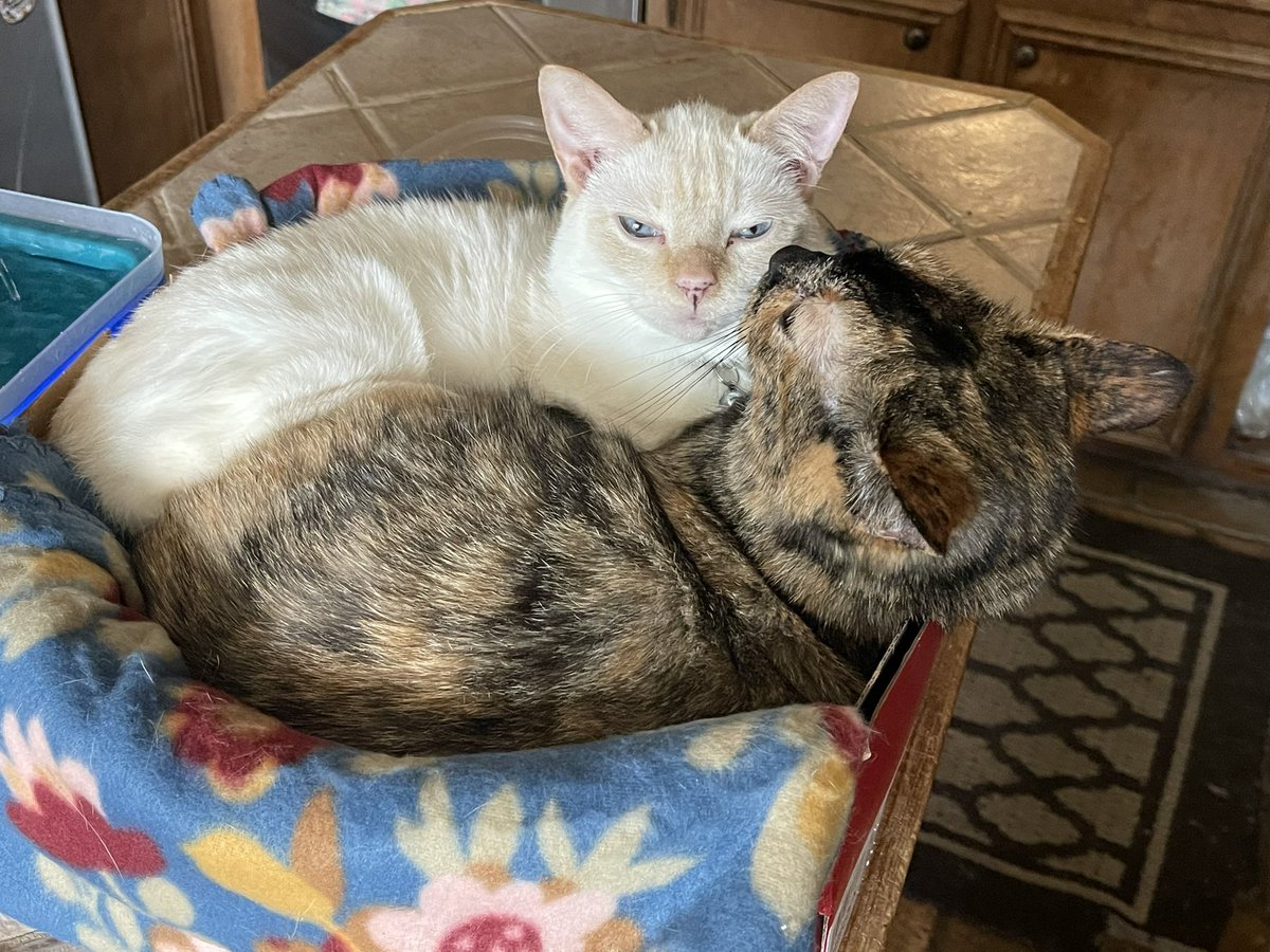 4 yo, and still a “mama’s boy”… 

(TortiBoy, Oliver &amp; his tiny flame-point mama, Crystal.)

#cats #CatsAreFamily #CatsOfTwitter