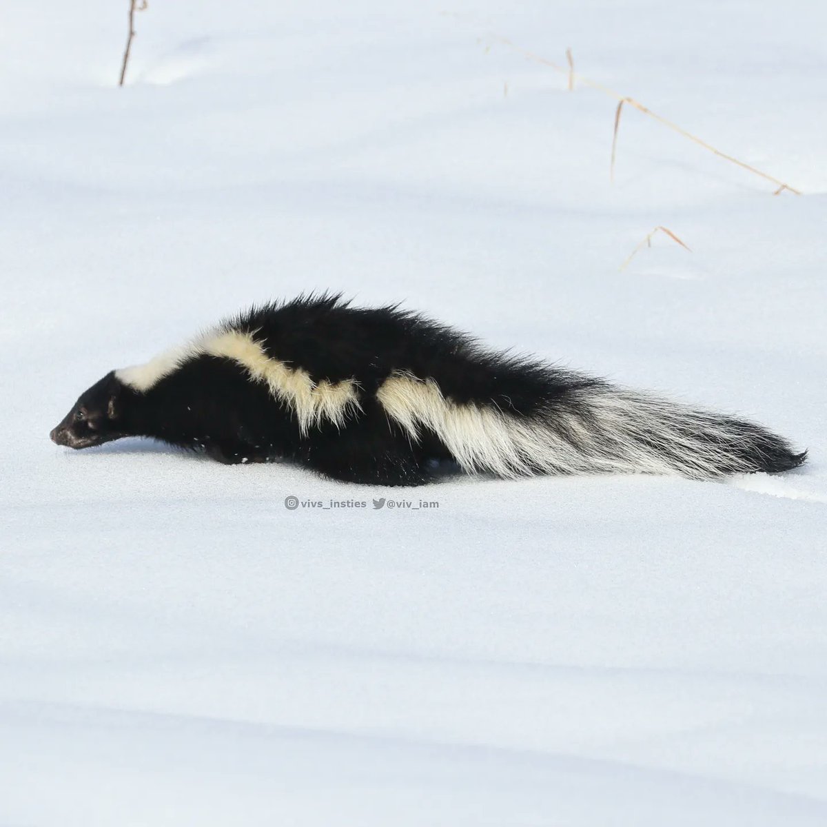 Someone has had enough of winter  and was out and about in the deep snow yesterday, searching for spring I'm sure! 🦨🧐🌿 #skunk #isitspringyet #alberta
