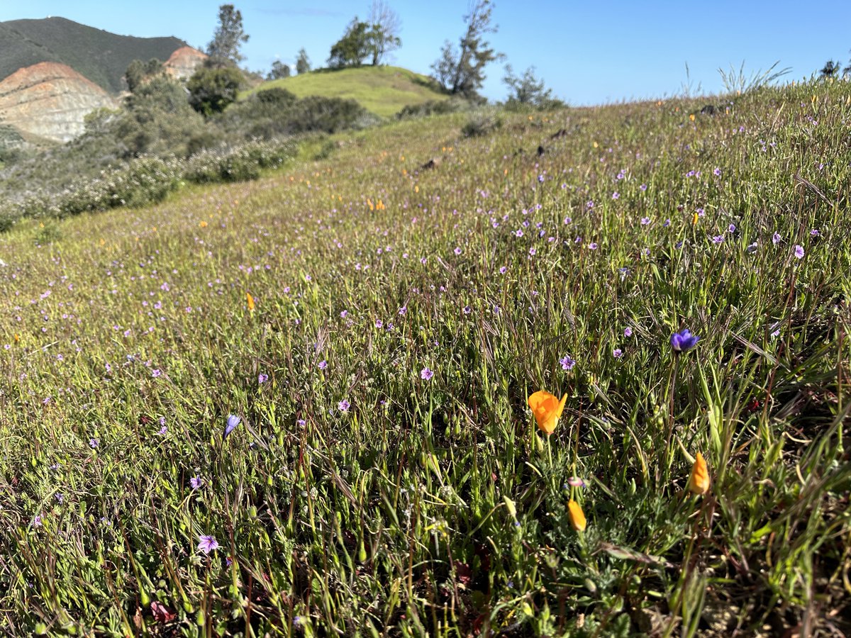 some of the many wildflowers I saw during my hike, including my first time seeing these gorgeous baby blue eyes 🌼🌾💐