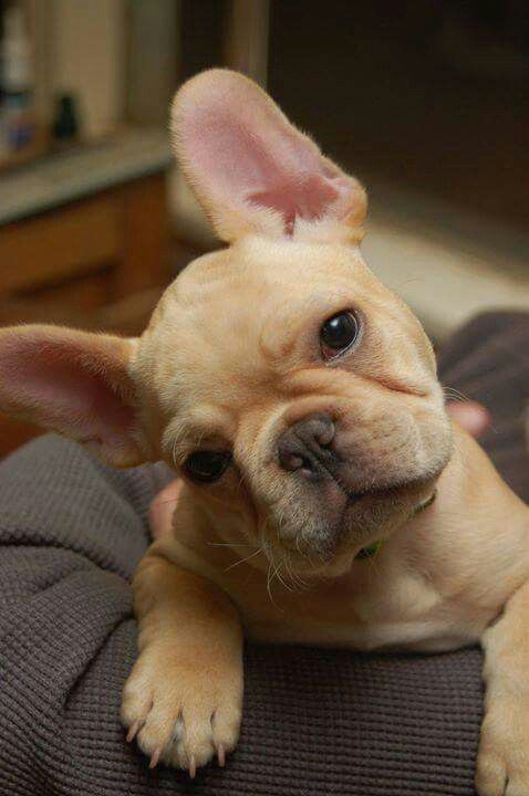 Little baby ❤️
#dog #pet #frenchie #doglover #dogmom #frenchiemom