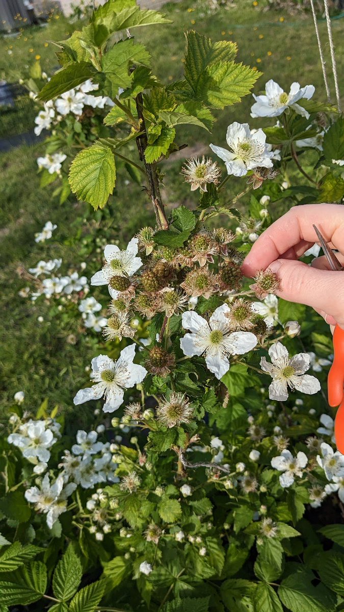 Spring update: now scheduled to have a ludicrous amount of blackberries in 4-6 weeks