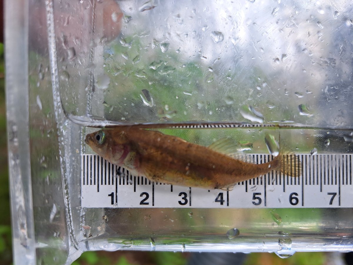 Water_Wealth's tweet photo. Three-spined sticklebacks, Luckakuck Creek, Chilliwack.  Males make a nest, 'dance' to entice a female to place eggs in it, then look after the eggs &amp; the young for the first few days of their lives. 

These amazing little fish can be found in most streams in the Fraser Valley. https://t.co/Kwu1sYPz91