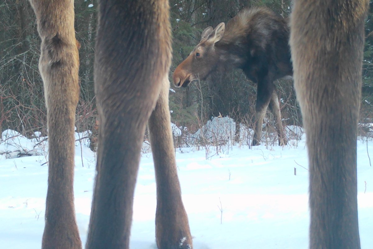 Near... ...Far

(Other Captions Encouraged)

#Moose
#TrailCam