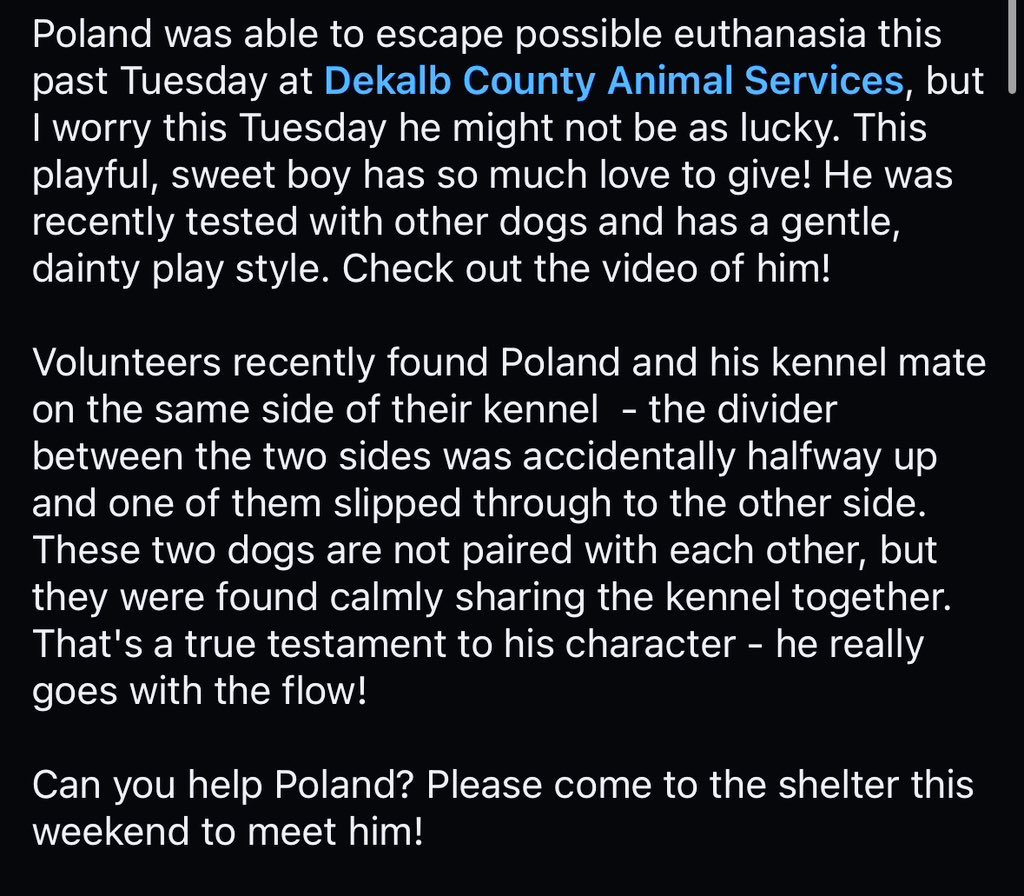 🐶Amber & Belle🐾 (@dubs4mutts) on Twitter photo <a href="/karenblez/">Karen Bleznak</a> We couldn’t find any pledge on Facebook or Twitter 💔💔💔 We reached out to the shelter volunteers for more info. They do have a post for him. <a href="/karenblez/">Karen Bleznak</a> We couldn’t find any pledge on Facebook or Twitter 💔💔💔 We reached out to the shelter volunteers for more info. They do have a post for him.