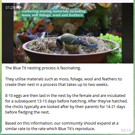 BlueTitsBase's tweet photo. New utility added to the $TITS Telegram: Educational Blue Tit Resources 📚

By typing 'nesting' you can now watch the full blue tit nesting process without leaving Telegram, and receive a summary of how this ties into our bull thesis. 

Study accumulation, run the numbers. https://t.co/5dkD4XpzwQ