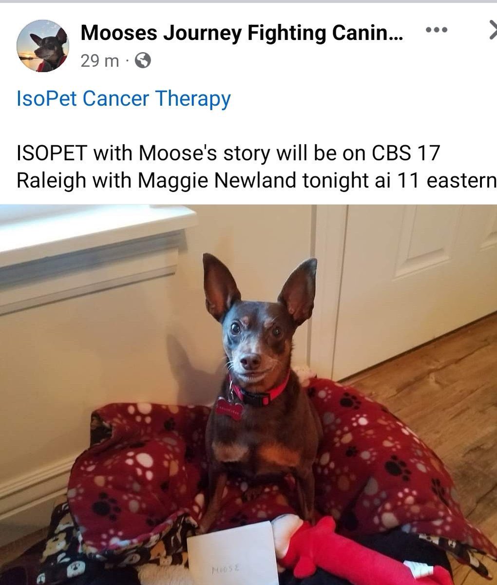 Our first pet patient Moose’s story is going to be on the news tonight!!! We will share the link tomorrow! Exciting times for our cancer treatment! #IsoPet #RadioGel #VivosIncUSA $RDGL