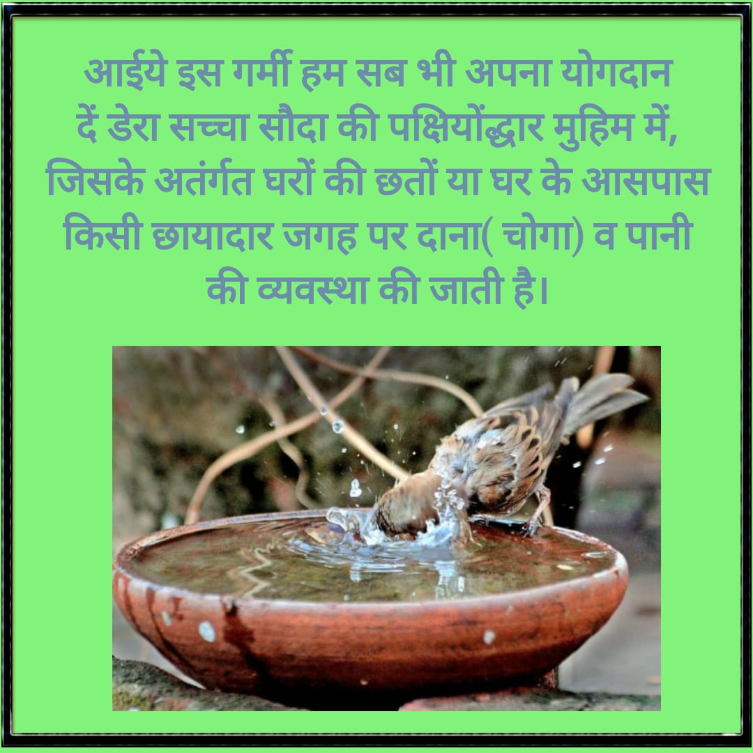 Dera Sacha Sauda volunteers continue their noble mission of nurturing our winged companions! Providing them shade and water, their dedication knows no bounds. Let's applaud their unwavering commitment to bird🐦welfare during these hot months! #BirdsNurturing Saint Dr MSG Insan