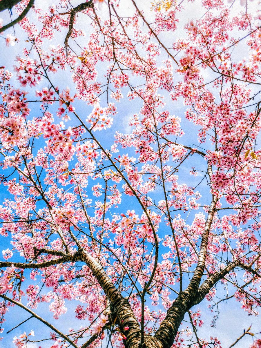 おはようございます この時期は 桜の彩りが目を見張ります 🌸🌱.•* 昨日 埼玉県幸手市の桜まつりに 張り切ってお出かけ… そしたら 目を覆う渋滞😱 途中引き返してしまいました ｻﾞﾝﾈﾝ😢💦 来年は🚃ですね😂 皆さんもぜひ 素敵な桜のショウに お出かけくださいね😍 お久しぶりですが…😅🙏🌸
