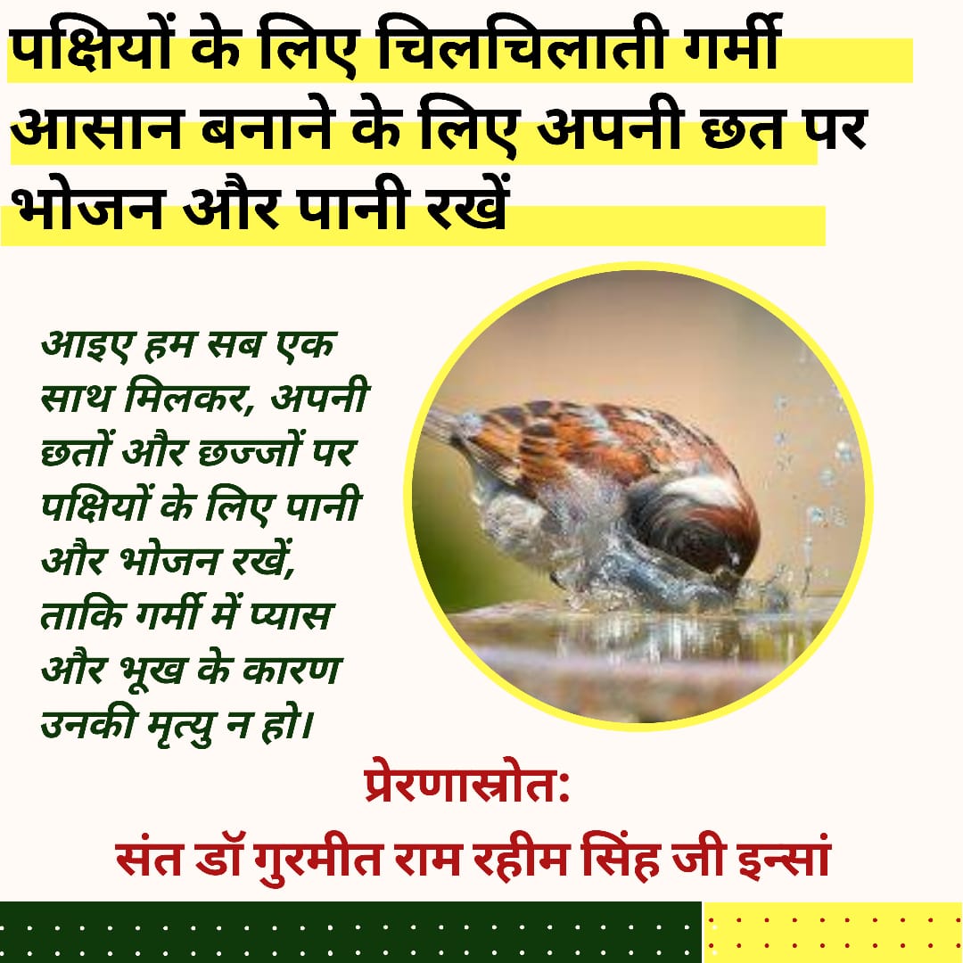 Feeding the Birds is also a form of prayer. With the holy inspiration of Saint Dr MSG Insan volunteers of Dera Sacha Sauda keep water nd grains on the terrace and on the trees in selfmade or modified pots which helps them in surviving the trickly heat of summer. #BirdsNurturing
