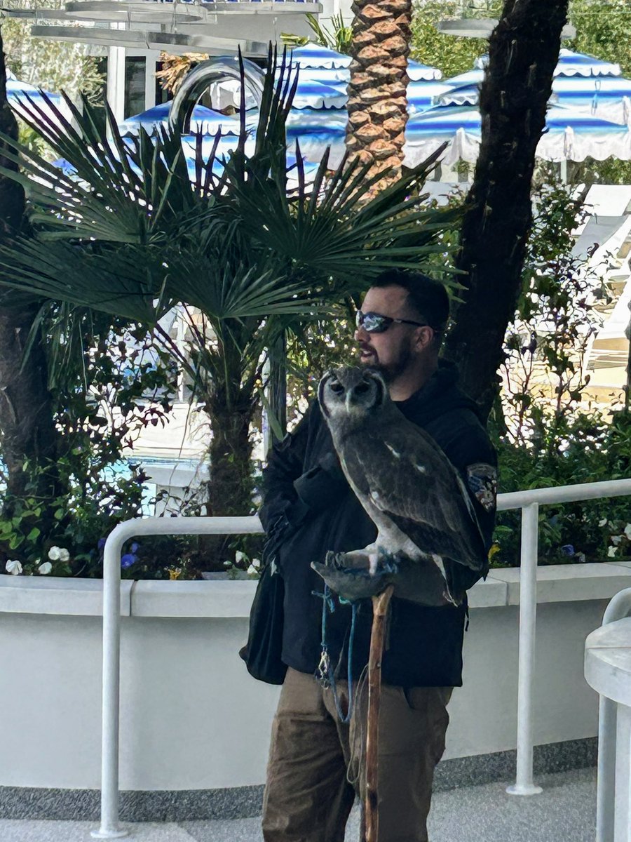 The Fontainebleau employs trained killing machines to keep nuisance birds out of your poolside daiquiris (📸 @sumthack)