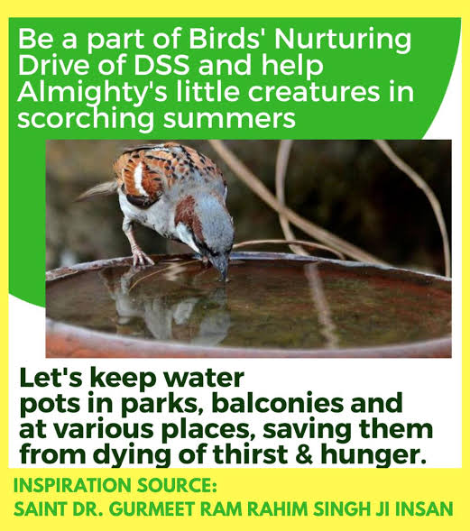 Saint Dr MSG Insan जी के मार्गदर्शन में डेरा सच्चा सौदा के अनुयायियों द्वारा #BirdsNurturing अभियान के तहत शहरों और राज्यों में खंभों, पार्कों और अपनी छातों जैसे विभिन्न स्थानों पर पक्षियों के लिए पानी के बर्तन और फीडर यानी अनाज रखा जाता हैं।