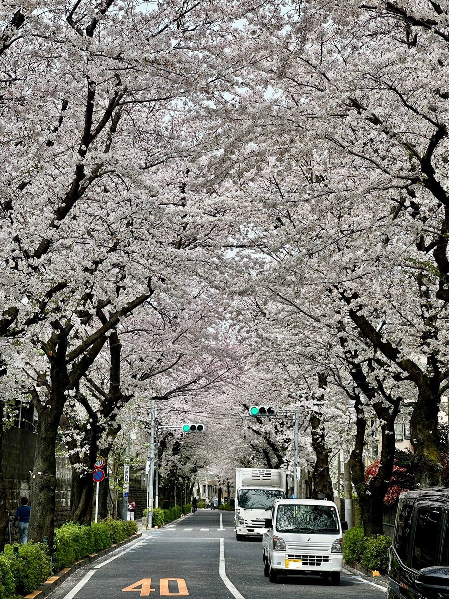 🌸人少ないから今日が一番🌸