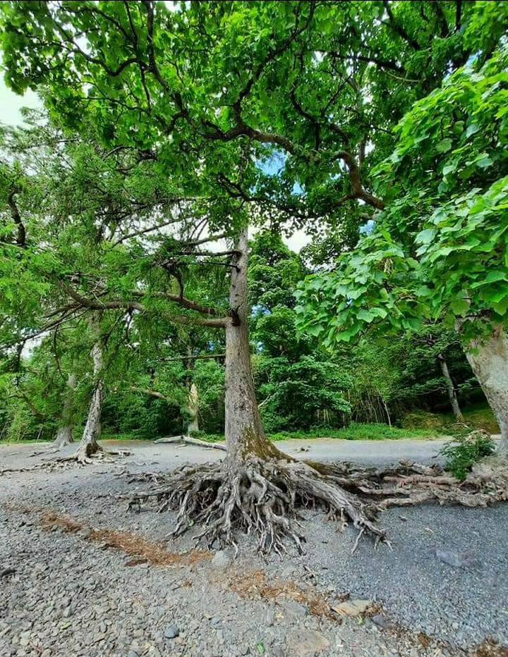 @DailyPicTheme2 Lots of #roots on this beautiful tree at Derwentwater in The Lake District Xx