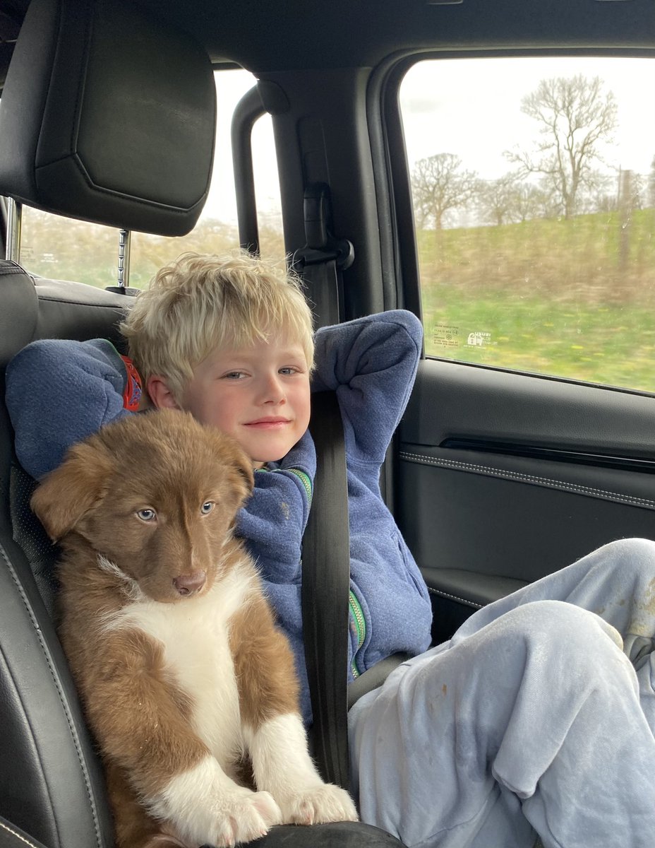 LlyrDerwydd's tweet photo. Would like to introduce you guys to my new helper.
Hopefully going to earn his keep by rounding up the #Sheep when he fully trained up.
We call him William he’s 6 year old and likes rugby.
Bingo the #puppy says he’s going to help train him as well.
#farm247 #sheepdogs https://t.co/3GGeMYPdRd