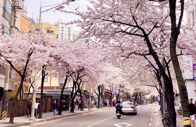 회 한 점에 벚꽃 한 잎 어떠세요? 수산시장 근처의 벚꽃 맛집을 알려드립니다. 🌸가락몰 먹자골목 🌸노량진수산시장 만양로 🌸안양평촌농수산물시장 자유공원 ➡bit.ly/49sZG3D