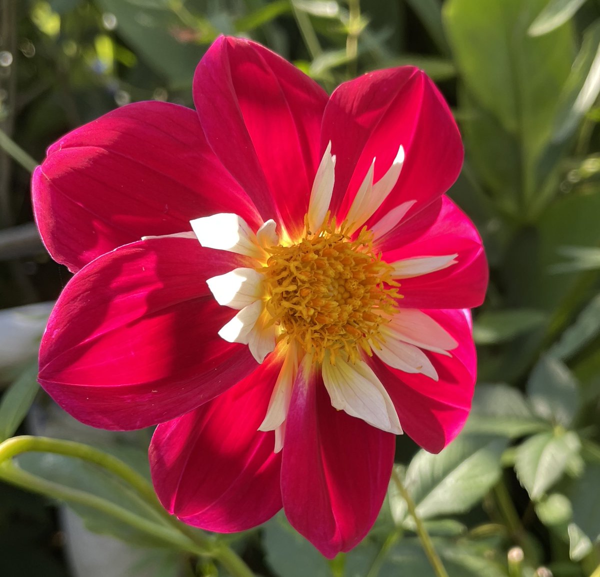 This dahlia… like a stained glass window in the sun