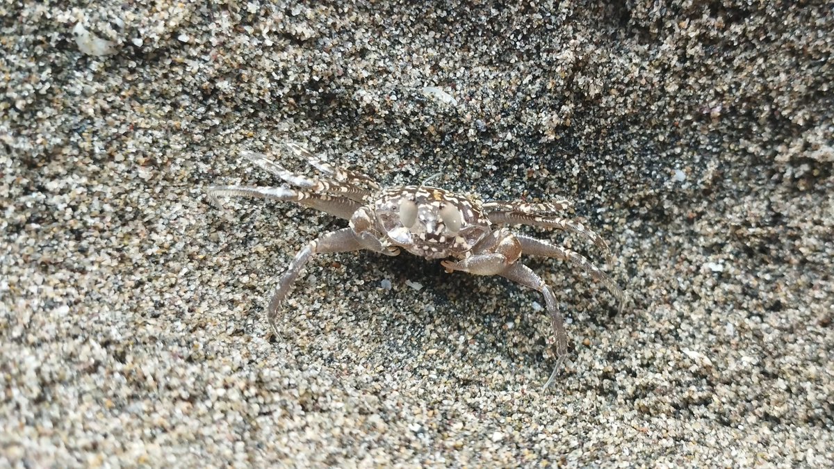 I went out to touch seagrass, didn't found any though. Instead I found crabs, they were small and cute.
#IRyStocrats #irystocrabs🦀