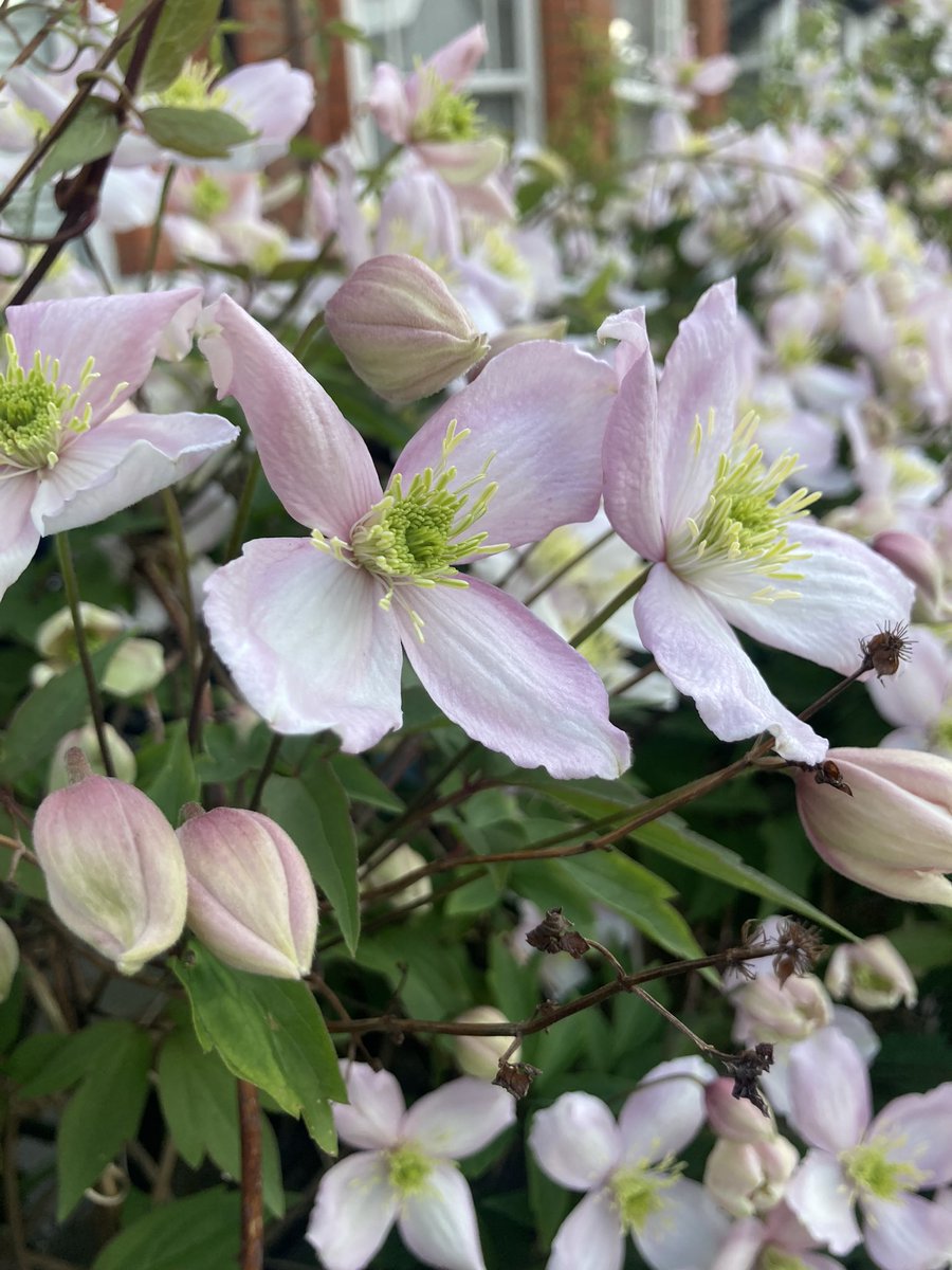 Update on my mum’s Clematis hedge…