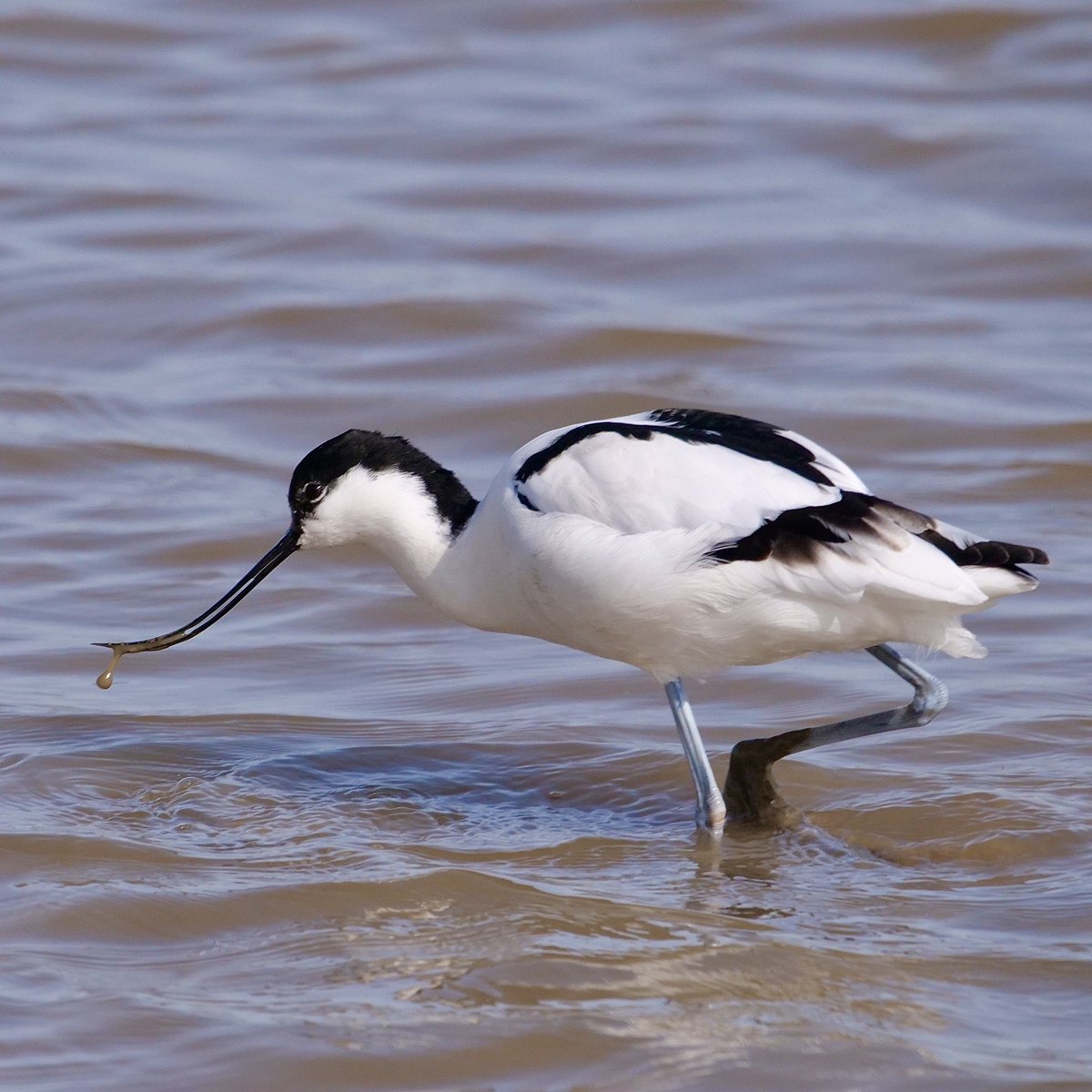 For Monday: my first sighting of an avocet. Titchwell Marsh RSPB Reserve in North Norfolk 😊