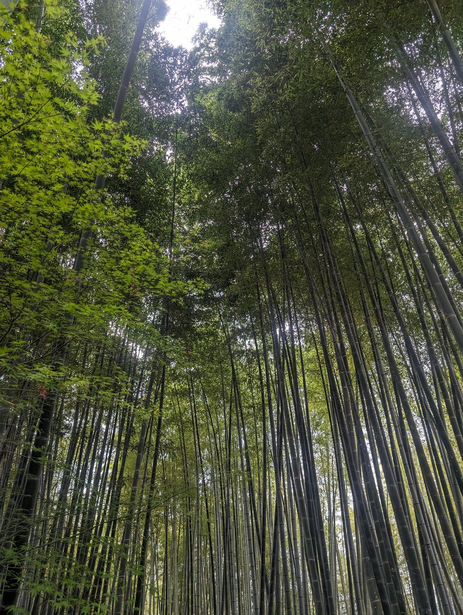 Ahhh Japan 🇯🇵, we are very sad to be leaving you...it has been incredible 🤤 and we can't wait to come back ✈️! But the fun isn't over yet, Seoul 🇰🇷 here we come! 🎉🤩 I've been told the food is even better...I might explode with excitement and carbs!