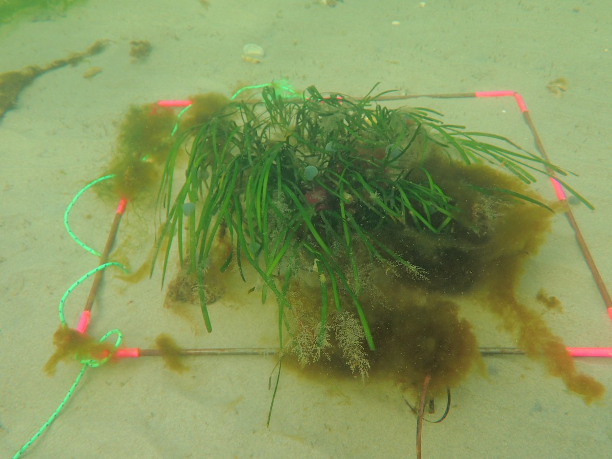 🤔 What do 'restored' seagrass meadows look like? Well that is a complicated question! It depends on the method used, the system, and on the time since the seeding/transplanting took place. Not all seagrass meadows look the same! BUT after one winter it CAN look like this 👇