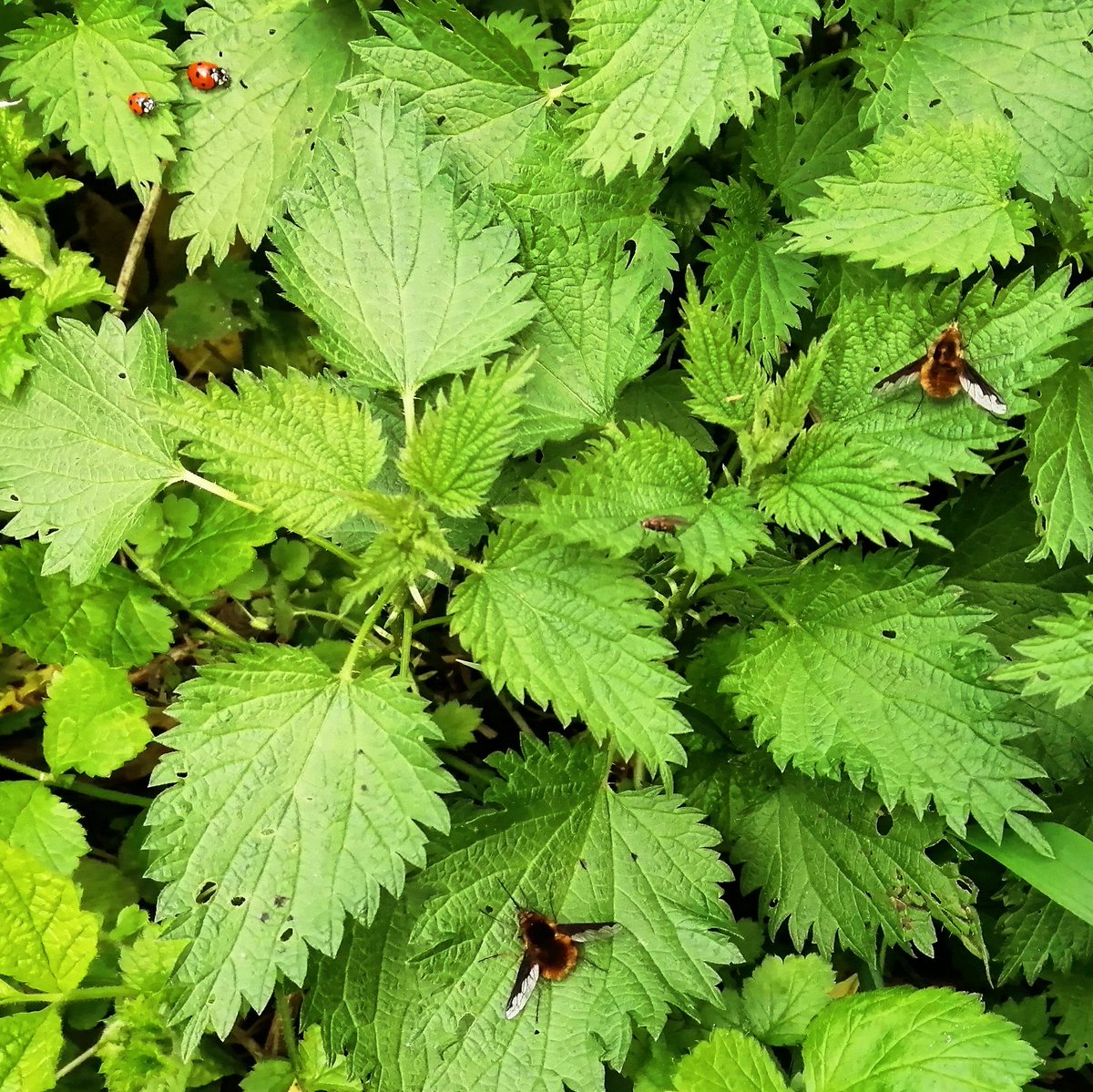 I have a nettle patch on purpose in my garden, and here's a snapshot of the inhabitants. So many ladybirds, which gives me a natural hungry pesticide for the rest of the garden. Sometimes giving nature a home is about more then wildflowers.

#naturewalktothebus