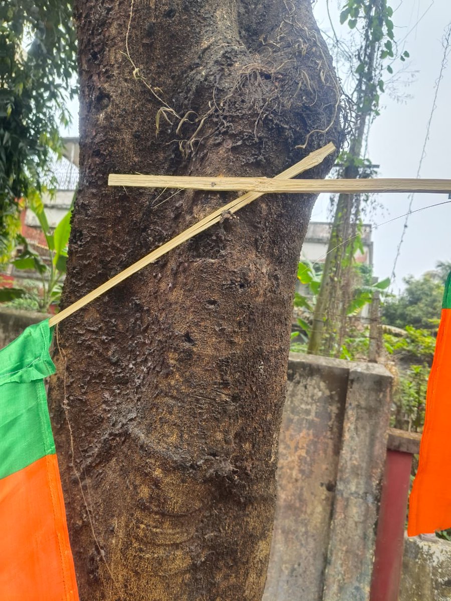 global_geco's tweet photo. কোচবিহারে ভোটের প্রচারে বিভিন্ন রাজনৈতিক দলগুলো গাছের গায়ে পেরেক পুতে দলীয় পতাকা লাগাচ্ছে। অবিলম্বে এগুলো খুলে নেওয়ার দাবি জানানো হচ্ছে।
@DMCoochbehar 
@WBPCB 
@ECISVEEP 
@BJP4India 
@uttarbanga https://t.co/YBQVxySyuM