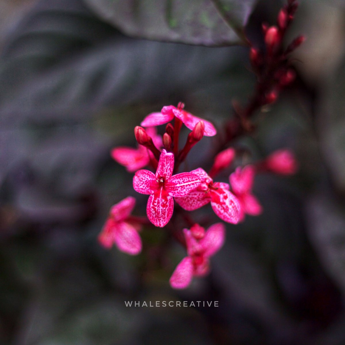 FineCuteBoy's tweet image. Blossom through challenges like a resilient flower. Here's to a week filled with growth, strength, and grace. 🌸 #BeautifulWeek #Resilience #Blossom #whalescreative