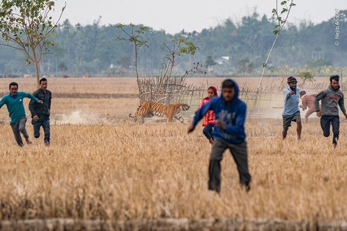 7️⃣ Photojournalism Category:

Nejib Ahmed was asked to help when a tiger emerged from near the Orang National Park in Assam, India, and found itself in a field with 100 or so people.

NEJIB AHMED, INDIA - WILDLIFE PHOTOGRAPHER OF THE YEAR