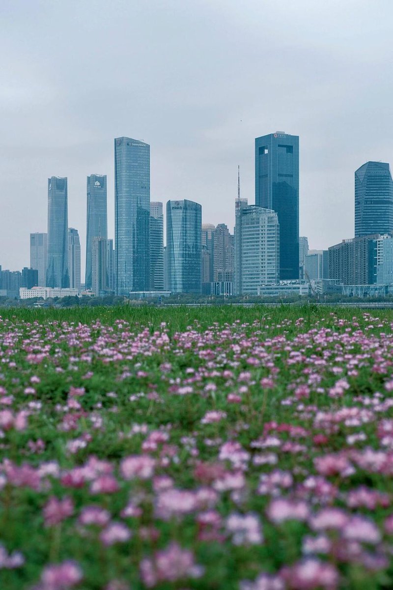 A pink flower sea has bloomed under the Nanchang Bayi Bridge.🌸🌸