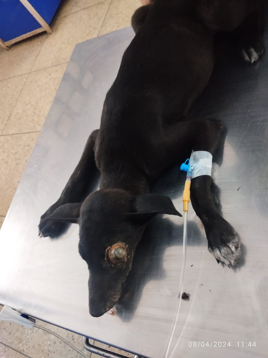 TheViditsharma's tweet image. He's undergoing surgery. Please keep him in your kind prayers. A popping eye will be removed due to a tragic road accident, leaving him with a life-changing injury. Let's remember to drive slow and careful. Our actions can save lives.  #PrayForHealing #DriveSafe